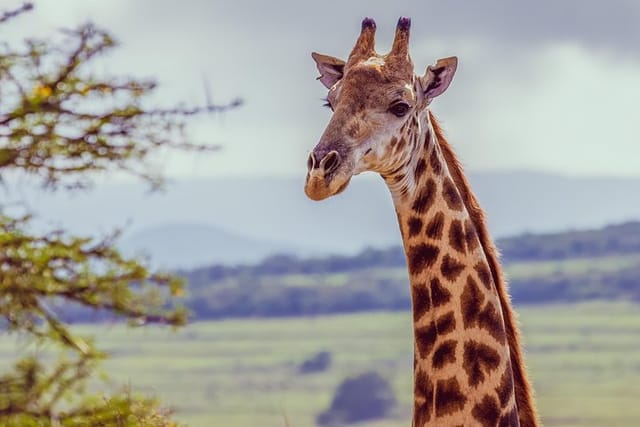 Giraffe Bull on walking safari